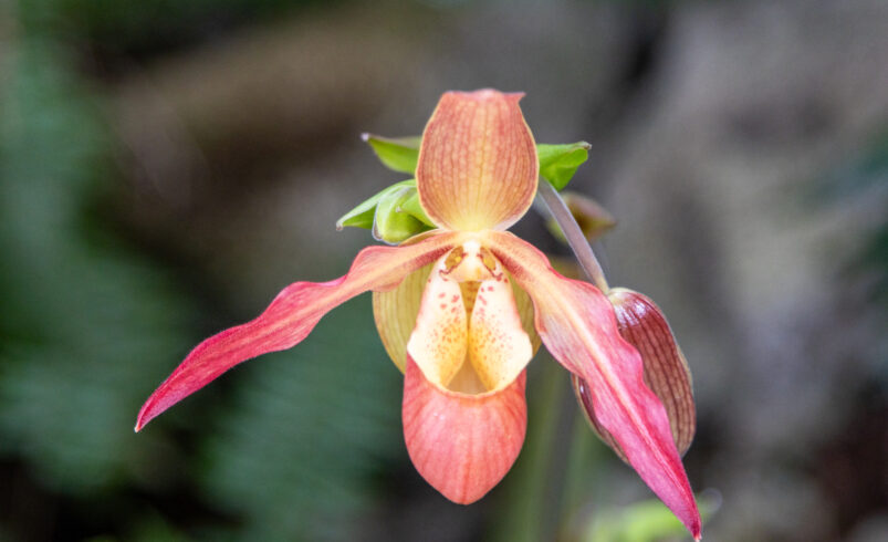 A Sanctuary of Flora: The Living Legacy of the U.S. Botanic Garden