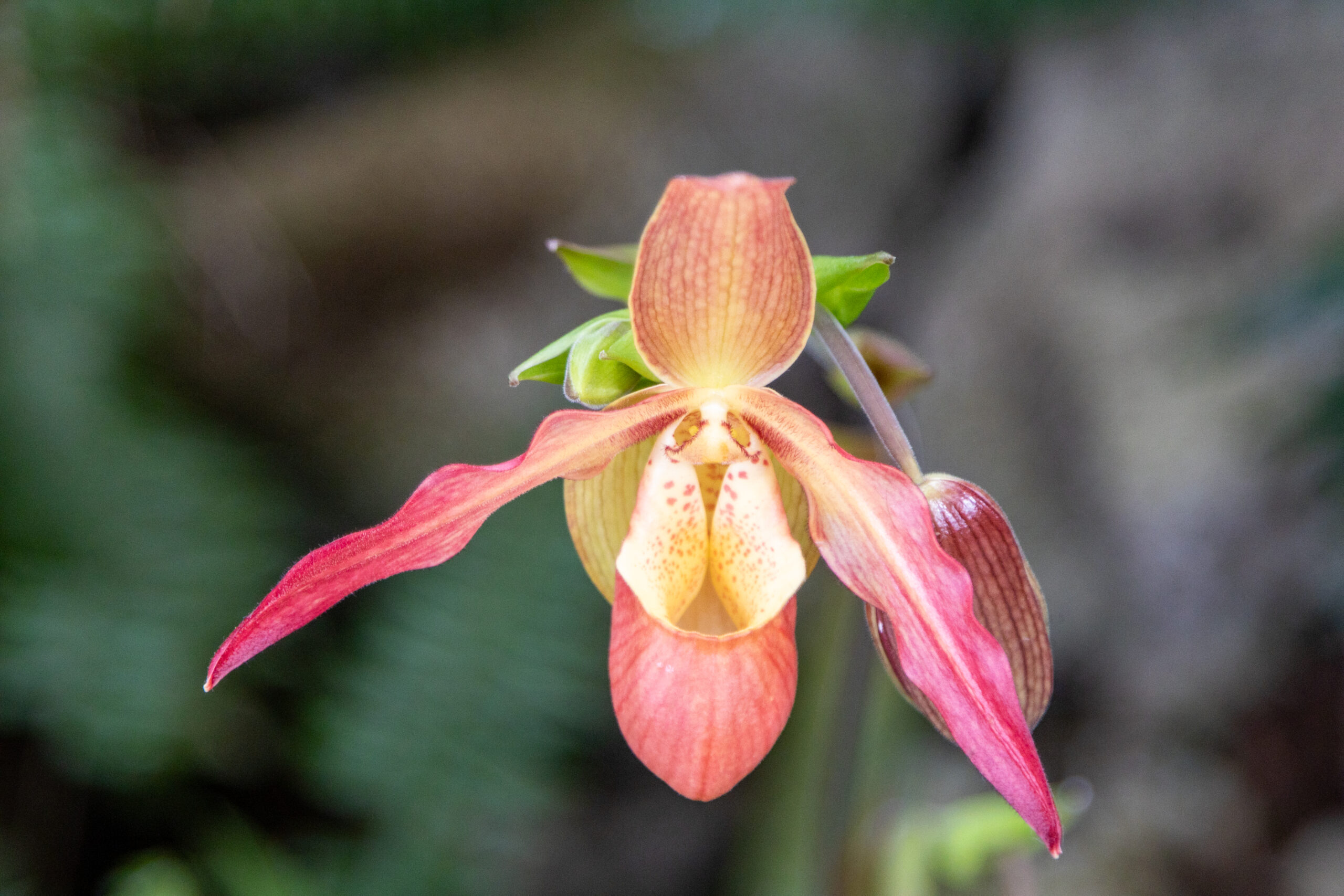 A Sanctuary of Flora: The Living Legacy of the U.S. Botanic Garden