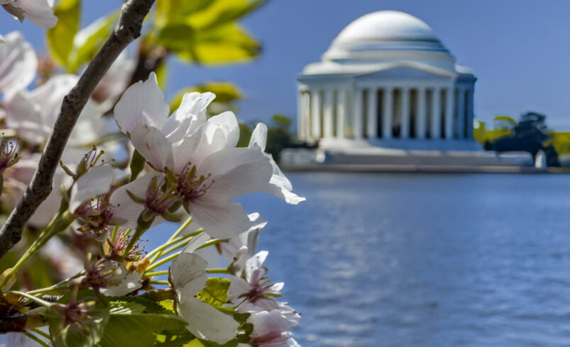 The 2026 Cherry Blossom Season at the Tidal Basin: Echoes of Pink