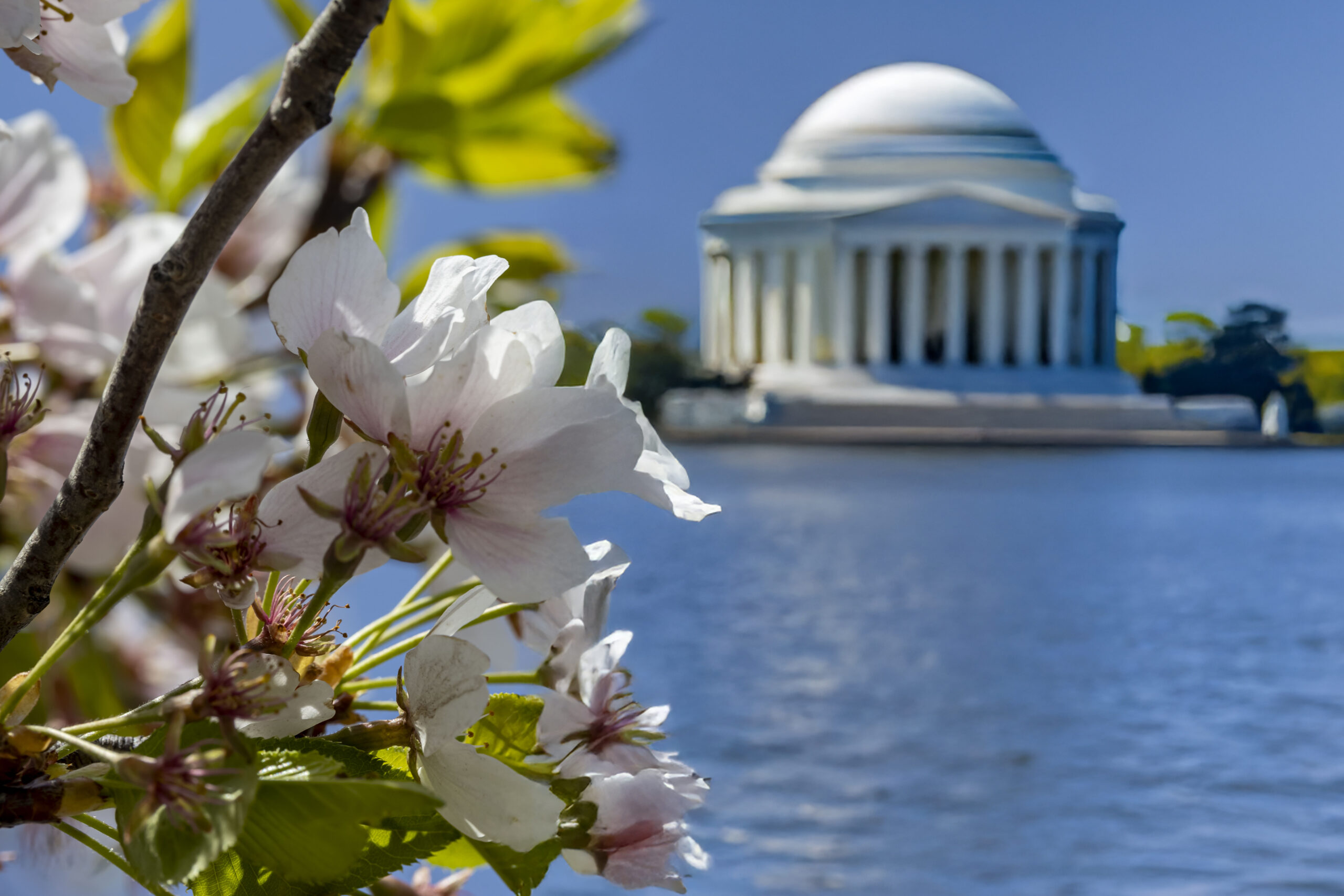 The 2026 Cherry Blossom Season at the Tidal Basin: Echoes of Pink